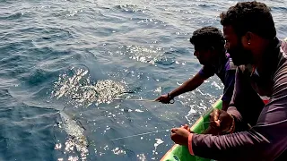 King Fish Caught Using Live Indian Mackerel Fish