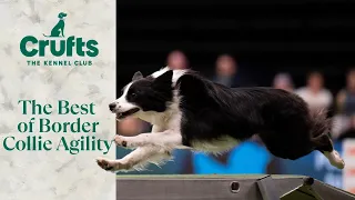 Lighting Quick ⚡ The Very Best of Border Collie Agility