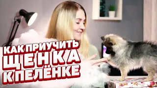 КАК ПРИУЧИТЬ ЩЕНКА К ПЕЛЁНКЕ | Приучаем ШПИЦА к пеленке