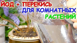 ЙОД + ПЕРЕКИСЬ = Быстро растут и не болеют! Супер средство для комнатных растений!