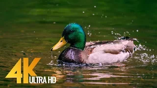 Geese and Ducks on Water Short 4K Film - Nisqually National Wildlife Refuge, Washington