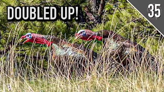 TWO GOBBLERS DOWN - Montana Merriam's Shot Mid-Gobble!