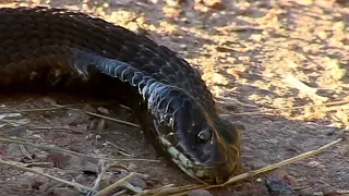 Rinkhal Snake Plays Dead | Deadly 60 | BBC Earth