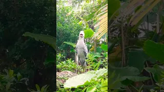 Shoebill stork 🌿☘🍀 #shorts #short #viral #nature #youtubeshorts #birdworld