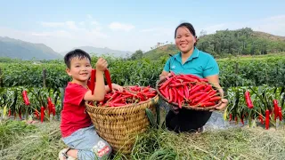 Harvesting chilli orchards, Going to the highland market to sell. Simple life DH