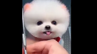 Tik Tok Chó Phốc Sóc Mini 😍 Funny and Cute Pomeranian #34   #babypormarine #short