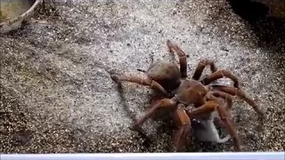 Feeding Giant Spiders 2