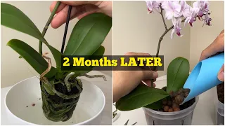 Orchids UPDATE (I Tried Growing it In LECA or Clay Pebbles)