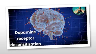 THIS is what dopamine desensitization looks like in your brain | Dopamine receptor desensitization