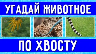 УГАДАЙ ЖИВОТНОЕ ПО ХВОСТУ ЗА 10 СЕКУНД ! ТЕСТ НА ЛОГИКУ ! ГДЕ ЛОГИКА ?