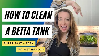 How to Clean a Betta Tank — w/ LIVE Plants!