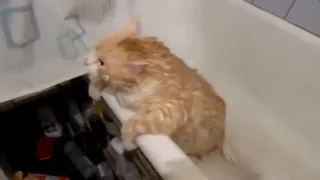 Толстый кот пытается выпрыгнуть из ванной