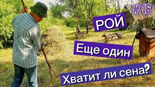 СЕНО - хватит ли? Смотрю ПЧЕЛ - еще один РОЙ!