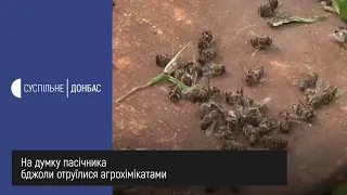 На Донеччині через хімікати гинуть бджоли
