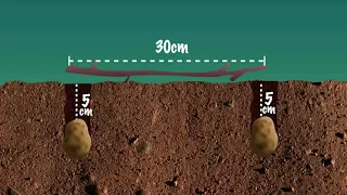 POTATO FARMING: Shamba Shapeup Feature.