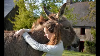 L’âne, un animal de compagnie