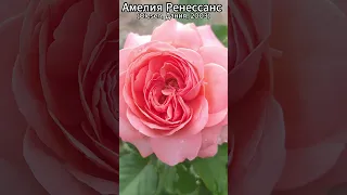 Роза Амелия Ренессанс в продаже 5.07.23