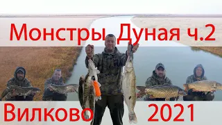 Рыбалка р. Дунай 2021 г.Вилково (лимба). В погоне за дикими трофеями!