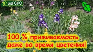 ЛЕТНЯЯ ПОСАДКА ИРИСОВ и 100 % приживаемость. А разве так можно? МОЖНО! Даже во время цветения!