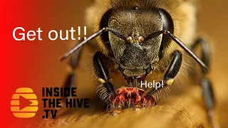 HONEY BEE Apis cerana terrorizes VARROA MITE