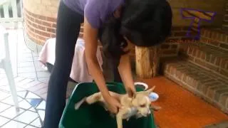 Собаки не хотят купаться - 2 :)Dogs really hate bath time -2