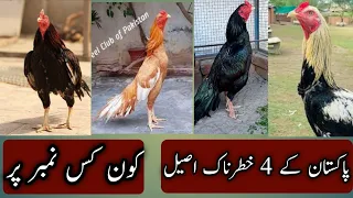 Top 4 Dengrous Aseel Murgy | Pakistan k 4 aseel murgy | Aseel Rooster | Sindhi Murga | Ihsan Gujjar