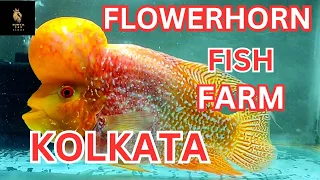 kolkata biggest flowerhorn farm srd kml golden flowerhorn and thaisilk available lowest price