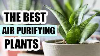 Top 8 Air Purifying Houseplants - Best Indoor Plants