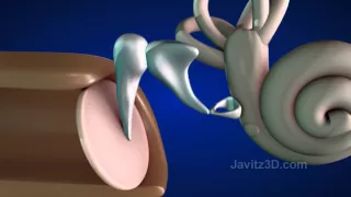 How the ear works