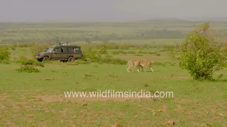 Up-close safari adventure: Cheetahs roaming Kenya's plains | Jeep tour highlights