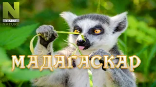 Мадагаскар. Удивительный мир природы, дикие животные. #Документальный фильм. Viasat Nature 12+