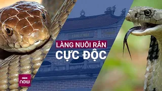 Nuôi rắn độc giữa lòng Hà Nội: Bị hổ mang cắn vào tay chỉ là ... "thường thôi" | VTC Now