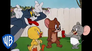 Tom y Jerry en Latino | ¡Demasiada ternura! | WB Kids