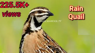 Rain quail Calls_2020 ching batair ki awaz 2020