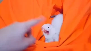 НАУЧИЛА ХОРЬКА КОМАНДЕ!!!! ДОМАШНИЙ ХОРЕК ВЫПОЛНЯЕТ КОМАНДУ!  homemade ferret executes the command