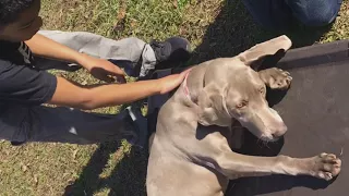 High Energy Puppy Training.  Addison, 6 month old Weimaraner, Before and After