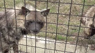 Милая парочка гиен. Лена и Гена всегда рады общению.😊