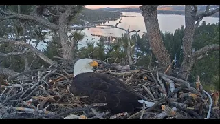 Jackie & Shadow Enjoy the day on their Eagles Nest in Big Bear 3 19 2024