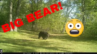 Dangerous Bears Living in Your Backyard!