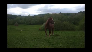 Все буде Україна!!! Загинула наша кобилка при родах. Чому? Як??