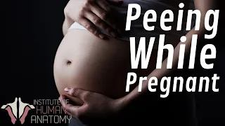 Why Pregnant Women Pee Soooooooo Much