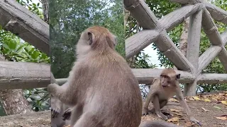 Monkeys See Themselves for the First Time