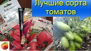 Помидоры Лучшие сорта томатов Семена и  результат, что выросло The best tomatoes