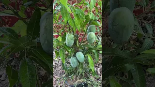 how to grow mango #shorts #viral #shortvideo #youtubeshorts #garden #plants