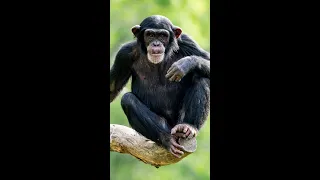 Schimpansen: brutale, aggressive PSYCHOS.