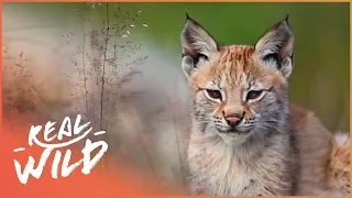 A Morning In The Zoo | Baby Animals In Our World | Real Wild