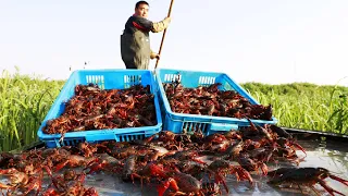 Millions Crawfish Harvesting and Processing - Crayfish Farm and Harvest - Crawfish Process Factory