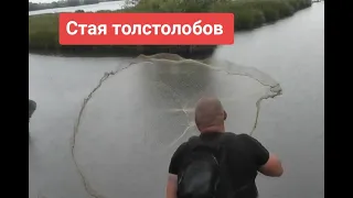 Нашли стаю ТОЛСТОЛОБОВ на Накидку.Толстолоб Выпрыгивает из воды !!!