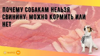 Почему собакам нельзя свинину: можно кормить или нет