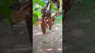 ¡La Polilla más Grande del Mundo! #viral #insectos #sabiasque